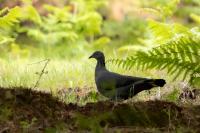 Columba trocaz