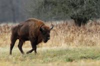 European bison