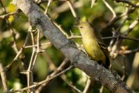 Vireo nanus