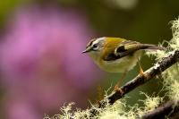 Madeira fauna