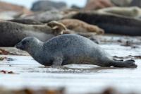 Harbor seal