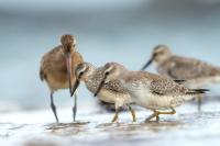 Calidris canutus