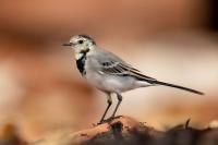 Motacilla alba