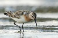 Calidris ferruginea