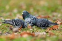 Columba livia domestica