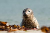 Grey seal