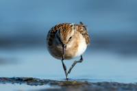 Calidris minuta