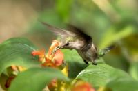 Dominican Republic-FAUNA