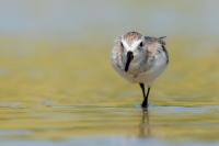 Calidris pusilla      