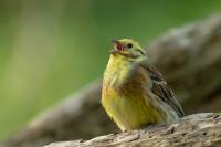 Emberiza citrinella