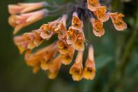 ECUADOR -FLOWERS