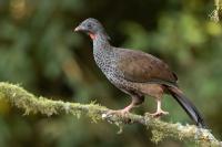 ECUADOR-FAUNA