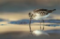 Calidris falcinellus