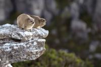 Rock hyrax