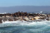 Brown fur seal