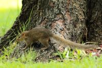 Grey-bellied squirrel