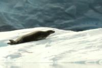 Weddell seal