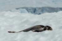 Leopard seal