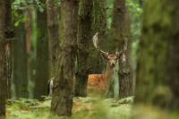 Fallow deer