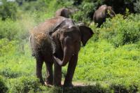 Sri Lankan elephant