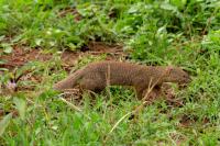 Egyptian mongoose