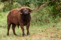 African buffalo