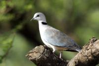 Streptopelia capicola