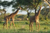 Masai giraffe