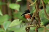 Chloroceryle amazona