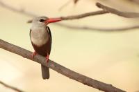 Halcyon leucocephala