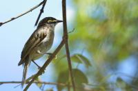 Lichenostomus chrysops