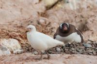 Antartica fauna