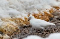 Chionis alba