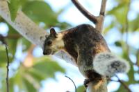 Variegated squirrel