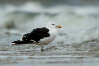 Larus marinus