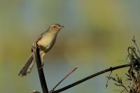 Prinia polychroa