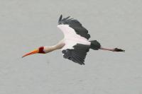 Mycteria ibis