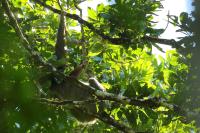 Linnaeus&#039;s two-toed sloth