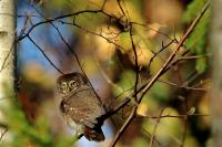 Glaucidium passerinum 