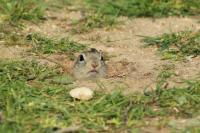 European ground squirrel