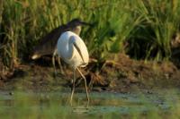 Ardea intermedia