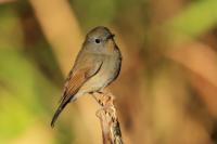 Ficedula tricolor