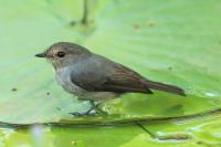 Muscicapa adusta