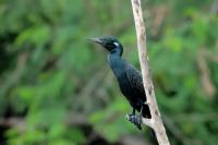 Phalacrocorax fuscicollis