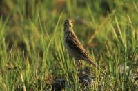 Anthus rufulus