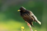 Sturnus unicolor