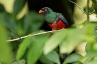 Trogon massena