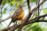 Turdus rufiventris