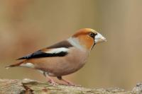 Coccothraustes coccothraustes