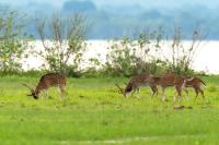 Chital